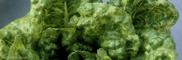 Lettuce Mosaic Virus