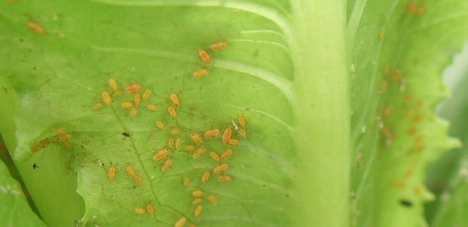 Aphids: The Most Common Lettuce Threat