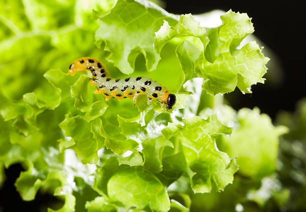 Caterpillars in lettuce