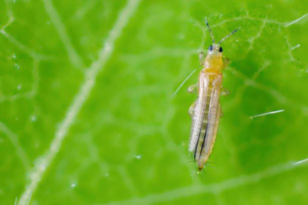 Thrips in lettuce