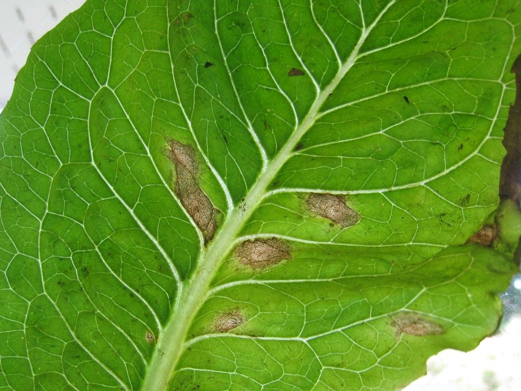 Septoria leaf spot in lettuce
