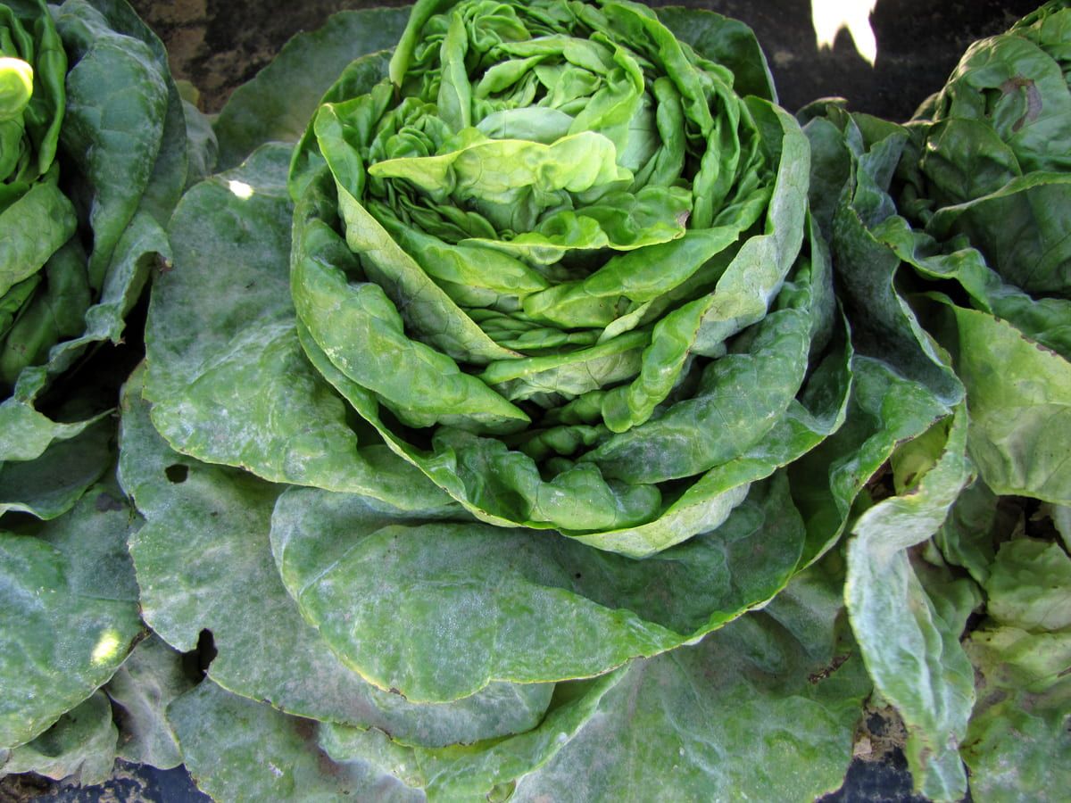 Powdery mildew in lettuce