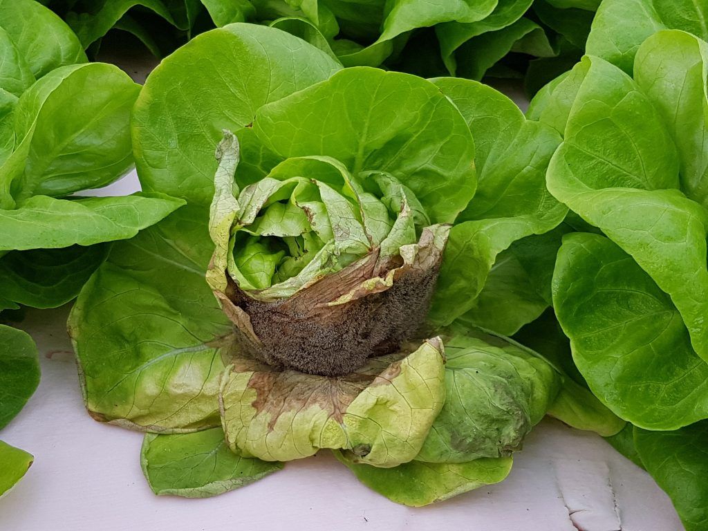 Gray mold in lettuce