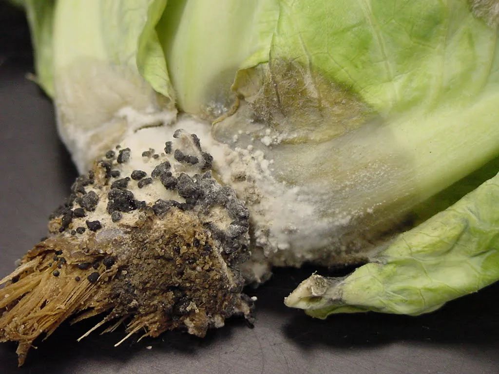 white mold in lettuce