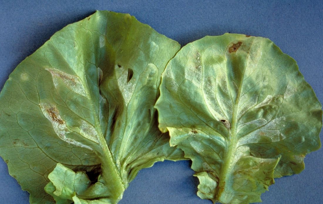 Downy mildew in lettuce