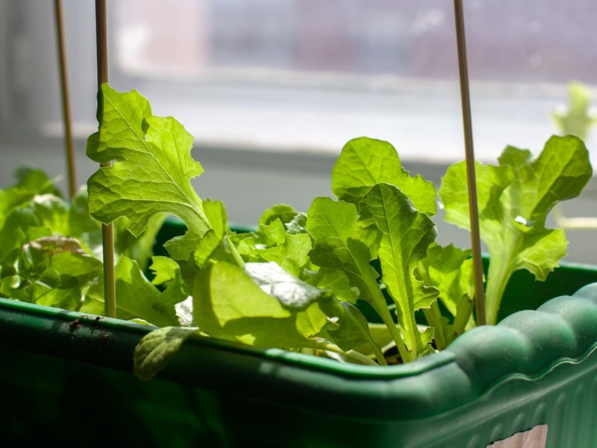 Easy Indoor Lettuce Gardening Tips Why Growing Lettuce Indoors Is Easier Than You Think