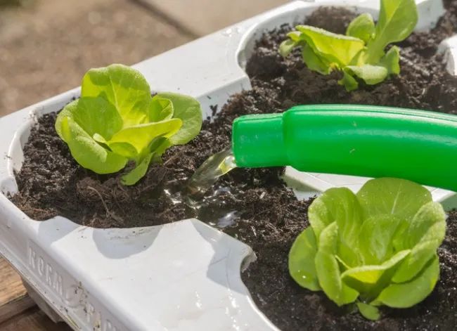 Indoor Lettuce Growth: Watering Tips how to grow lettuce indoors Watering Best Practices