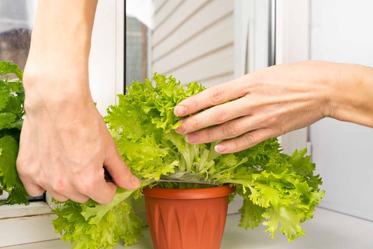 Growing Lettuce Indoors: Harvesting Tips how to grow lettuce indoors Knowing When to Harvest