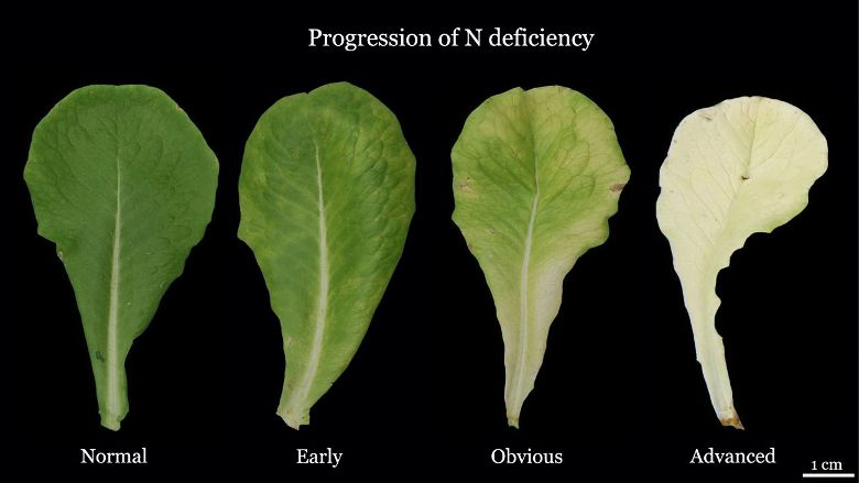 Nitrogen Deficiency in lettuce