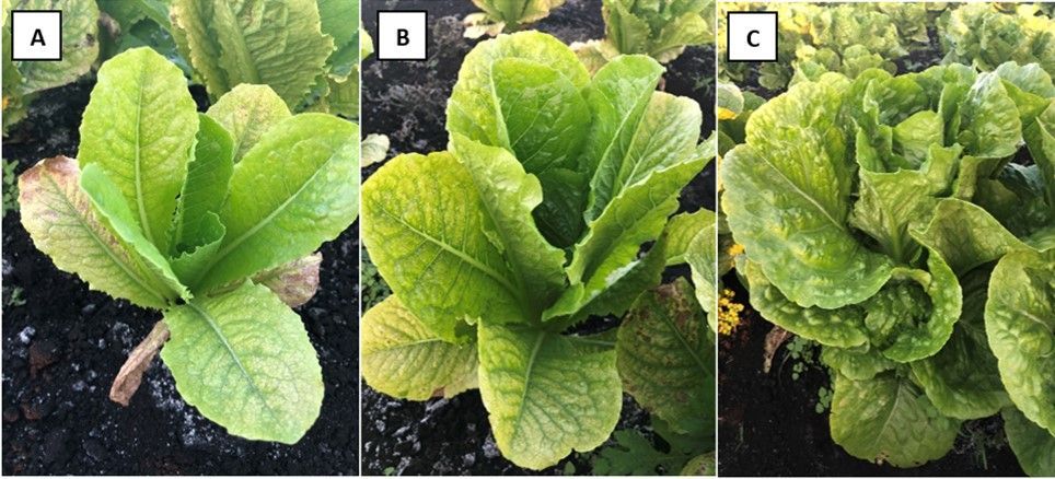 Phosphorus Deficiency in lettuce