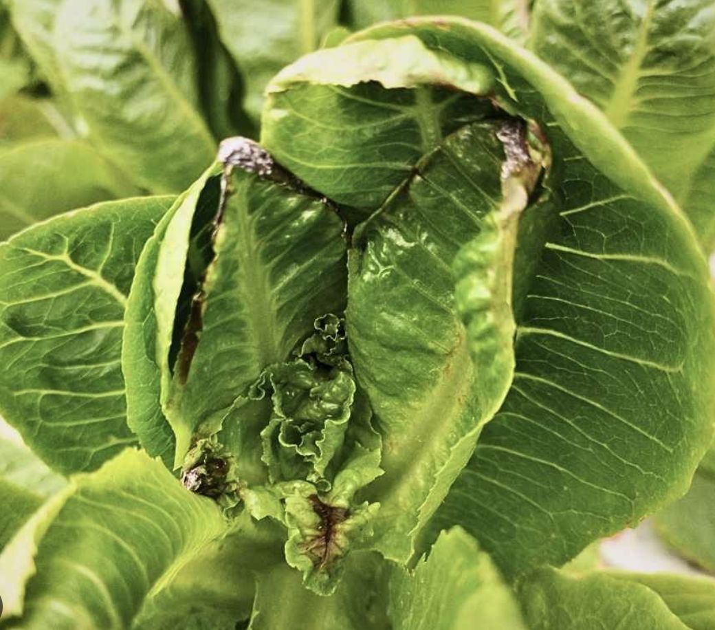 Choosing Resistant Lettuce Cultivars for Tipburn Genetic Solutions: Selecting Resistant Cultivars for lettuce tipburn
