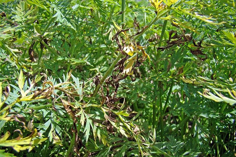 Alternaria Leaf Blight on Carrot Plants Alternaria leaf blight in carrot