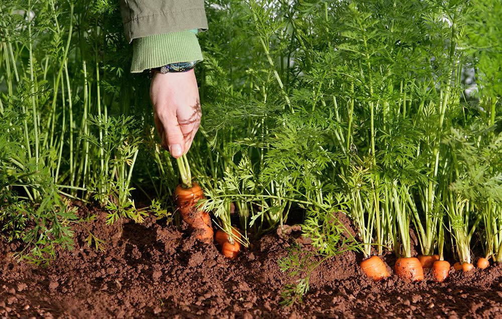Carrot Harvesting Process harvesting carrots
