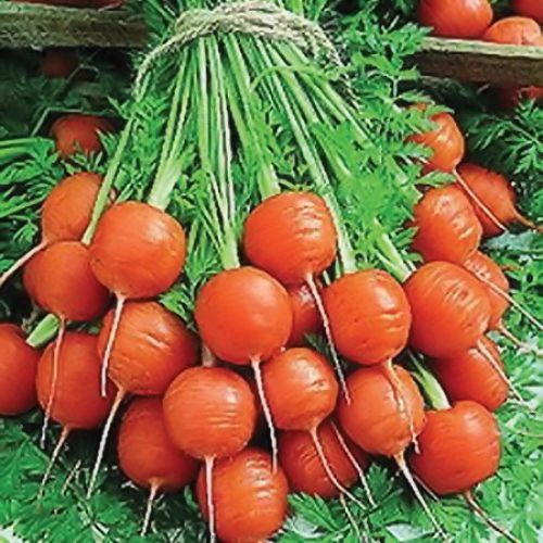 Fresh Parisian Carrots from Local Markets Parisian carrots