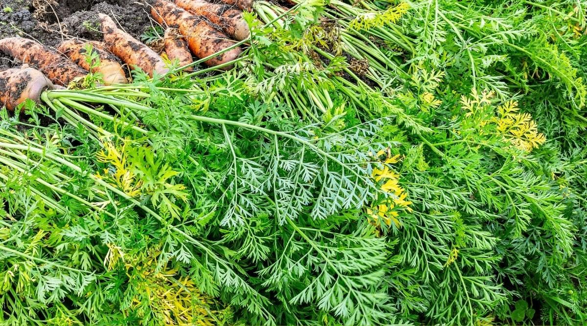 Signs of Overwatered Carrots Signs of overwatering carrots