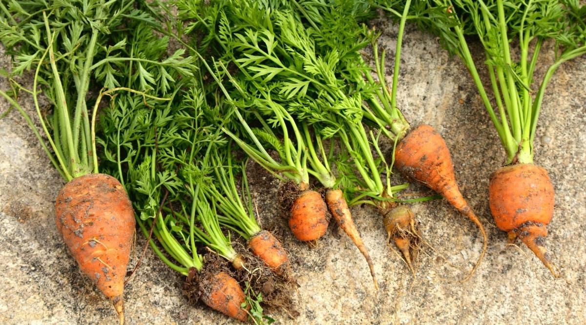 Identifying Underwatered Carrots Signs of underwatering carrots