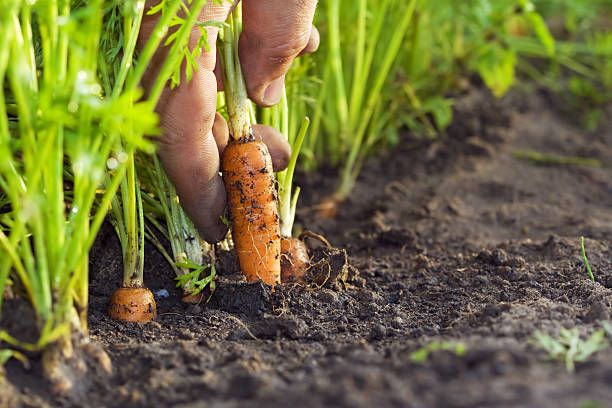 Harvesting for carrots