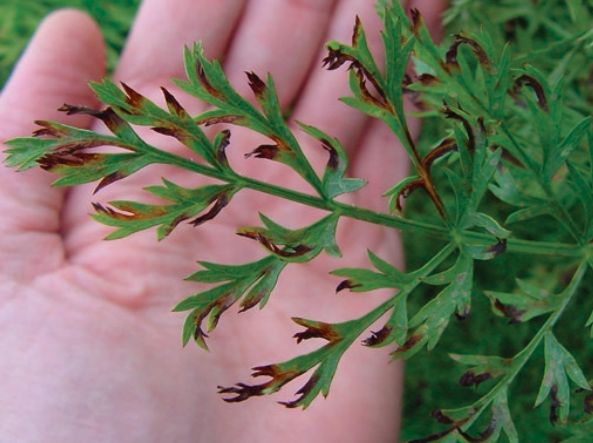 Alternaria Leaf Blight on Carrots Alternaria Leaf Blight in carrots