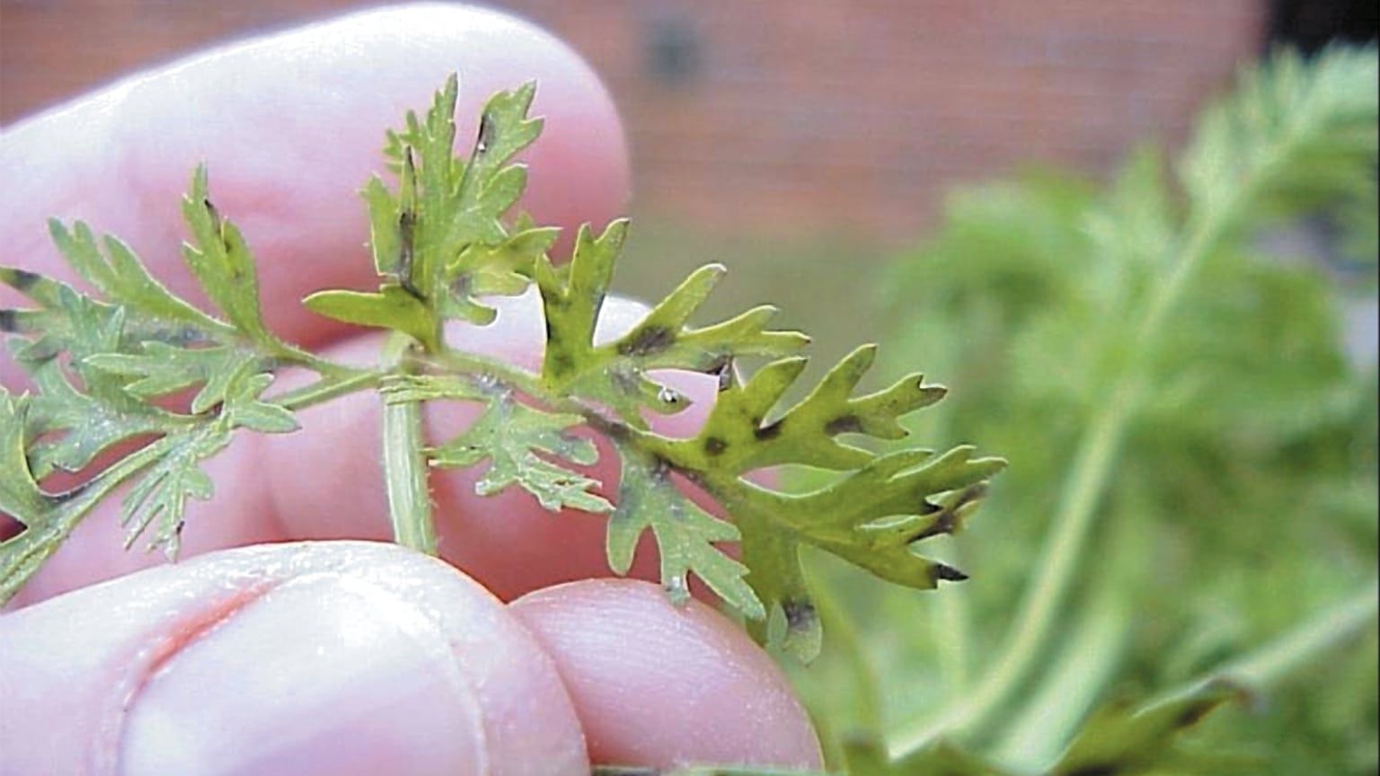 Cercospora Leaf Blight on Carrots Cercospora Leaf Blight in carrots
