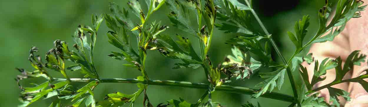 Bacterial Leaf Blight in Carrots Overview Bacterial Leaf Blight in carrots