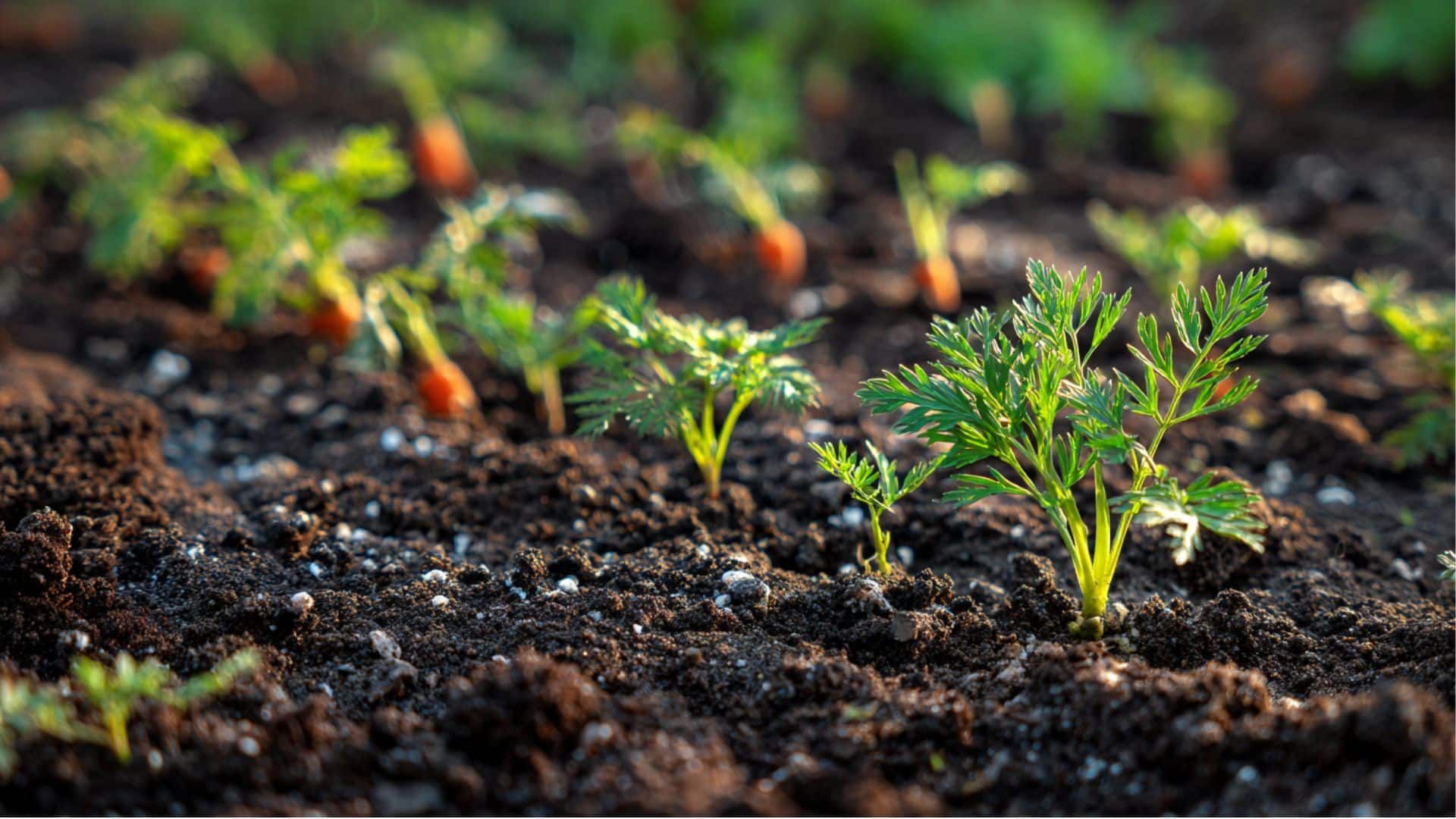 Succession Planting for Continuous Harvest in carrots