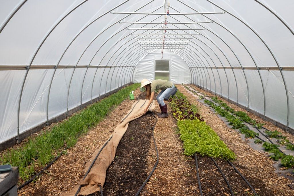 Greenhouse or Indoor Seed Starting in carrots