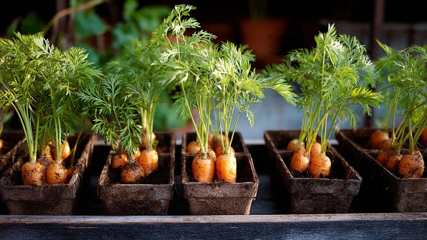 Container Growing Timing for carrots