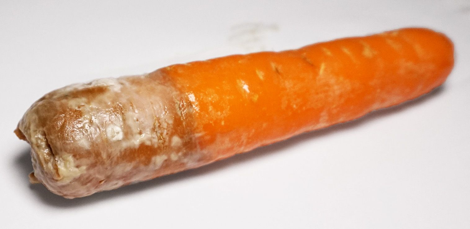 White Mold Found on Carrot White Mold in carrot