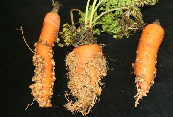 Root-Knot Nematodes Affecting Carrots Root-Knot Nematodes in crrots