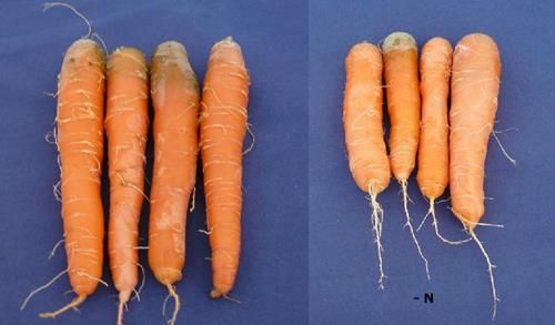 Carrot Nitrogen Deficiency Symptoms Nitrogen deficiency shows pale or yellow foliage in carrots
