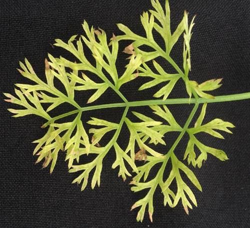 Yellowing Leaf Edges in Carrots Due to Potassium Deficiency Potassium deficiency shows yellowing leaf edges in carrots