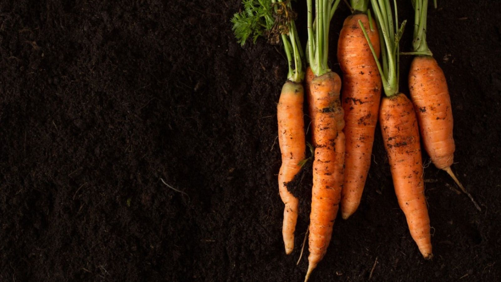 Why Soil Matters More Than Most Gardeners Realize in carrots