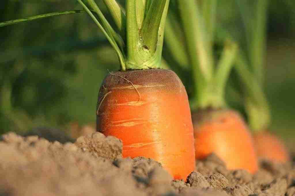 Sandy soil needs organic matter and mulch in carrots