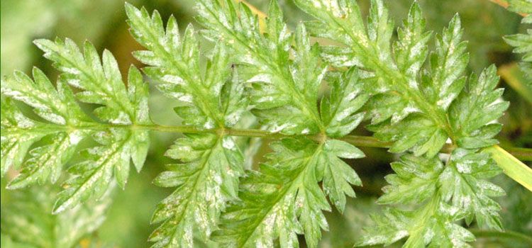 Powdery mildew in carrots