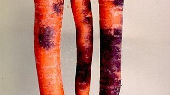 Root rot in carrots