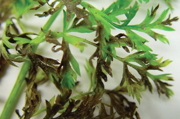 Bacterial leaf spot in carrots