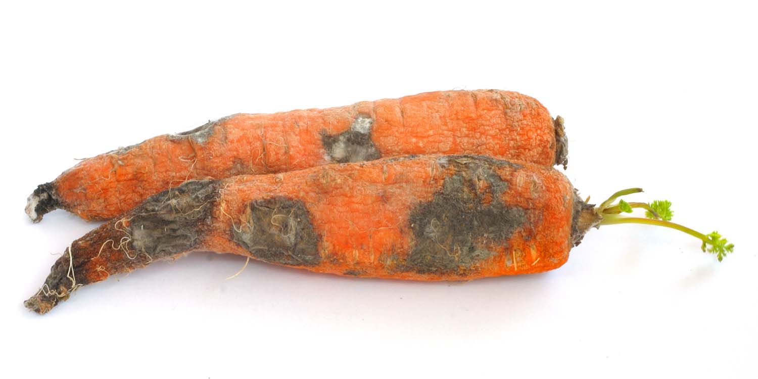 Bacterial soft rot in carrots