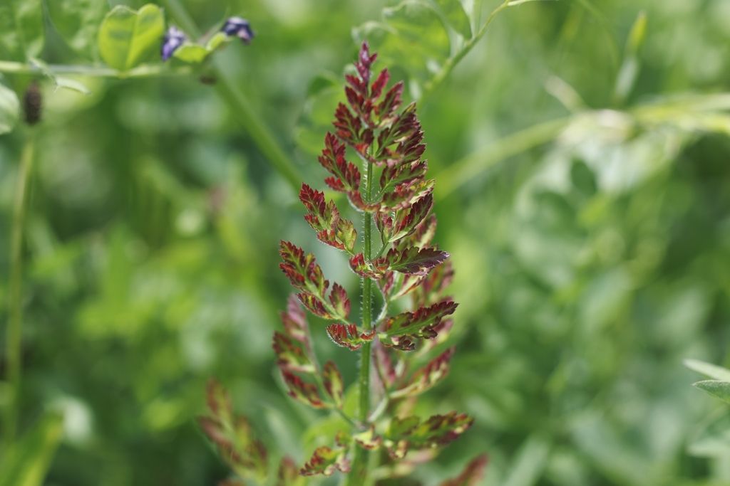 Carrot red leaf virus 