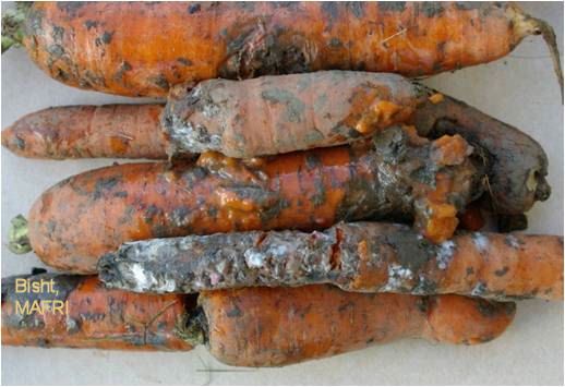 Sclerotinia rot in carrots