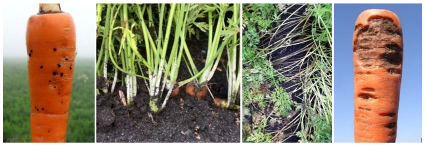 Rhizoctonia  in carrots
