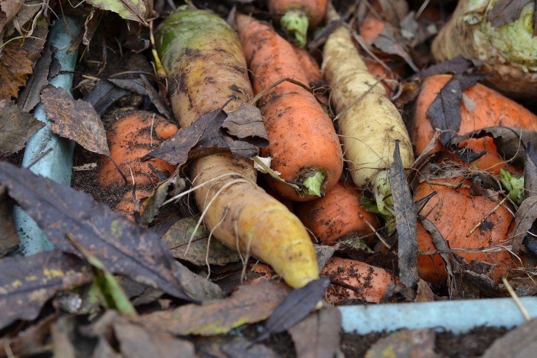 Burying Carrots for Winter Storage Bury carrots in a deep pile of leaves or straw outdoors