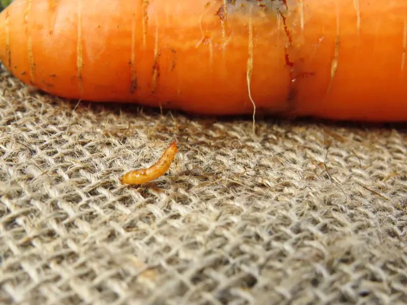 Wireworms Infesting Carrots Wireworms tunnel through carrots