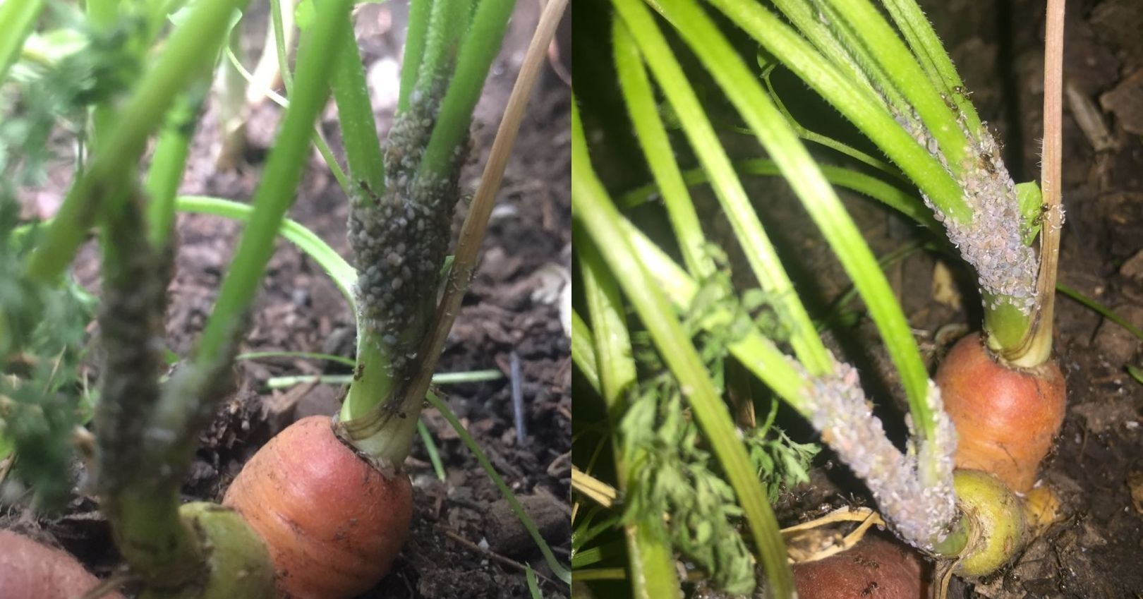 Aphids Infesting Carrots Aphids in carrots