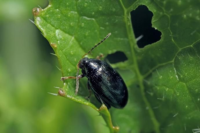 Flea Beetle Damage on Carrot Seedlings Flea beetles damage seedling foliage in carrots