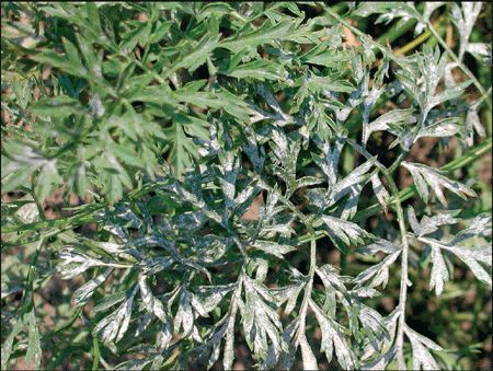 Importance of Plant Location in Carrot Powdery Mildew Diagnosis Location on plants matters for diagnosis in carrot powdry mildew