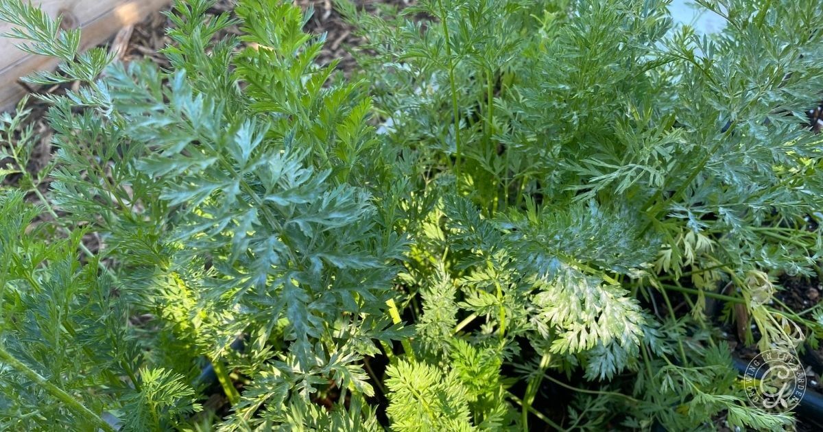 Powdery Mildew in Carrots: Threat or Cosmetic Issue? When Powdery Mildew Is a Real Threat Versus Just a Cosmetic Issue in carrots