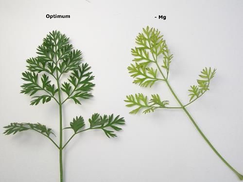 Magnesium Deficiency in Carrots Magnesium Deficiency: Interveinal Chlorosis Pattern in carrots