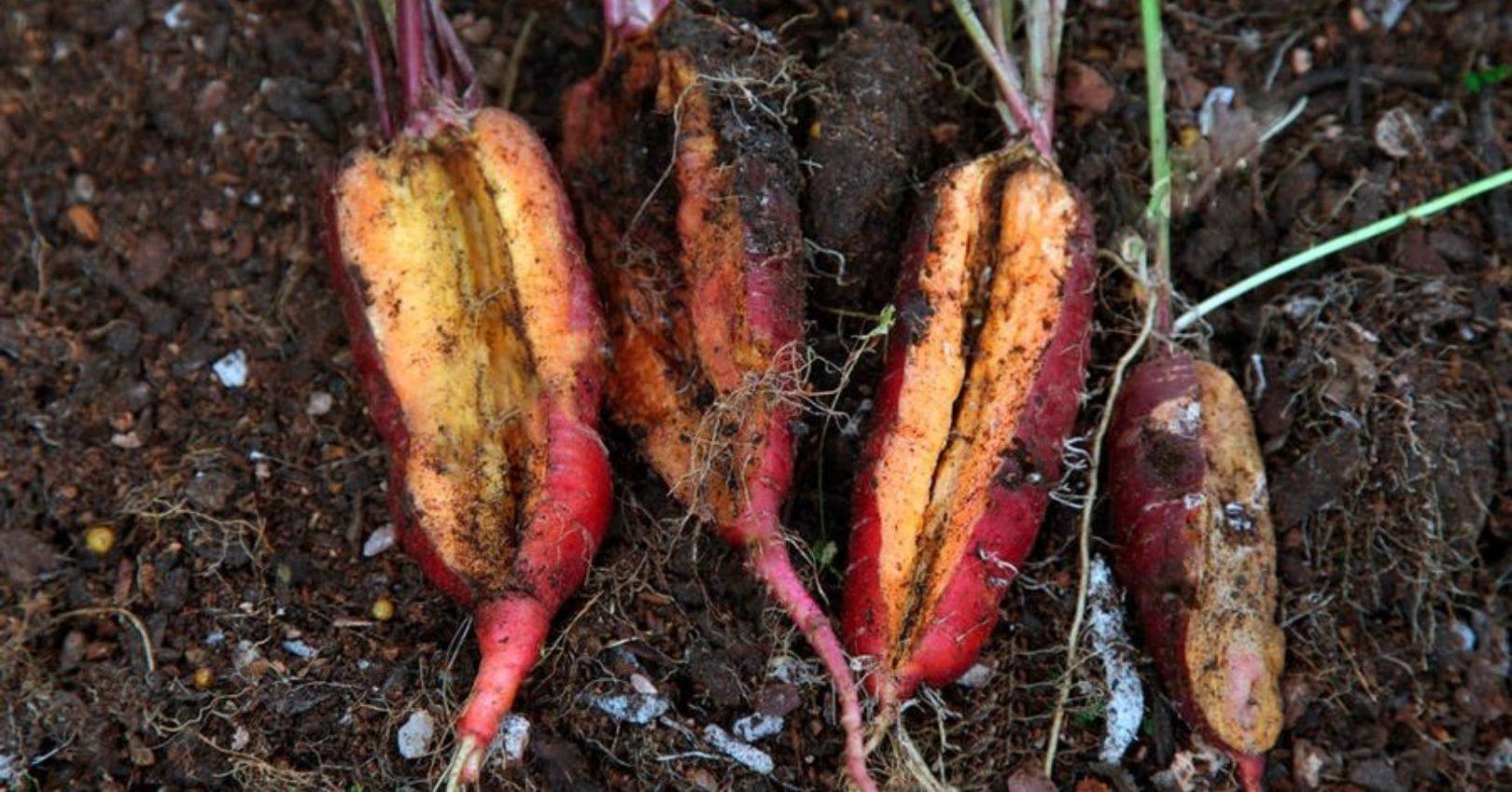 Effects of Boron Deficiency on Carrot Roots Boron Deficiency: Root Cracking and Hollow Cores in carrots