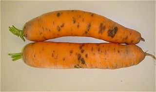 Calcium Deficiency Effects on Carrots Calcium Deficiency: Cavity Spot and Root Cracking in carrots