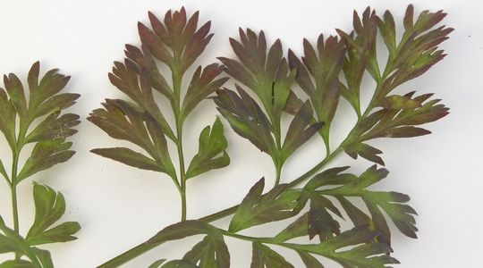 Phosphorus Deficiency in Carrots Phosphorus Deficiency: Poor Root Development and Purple Leaves in carrots